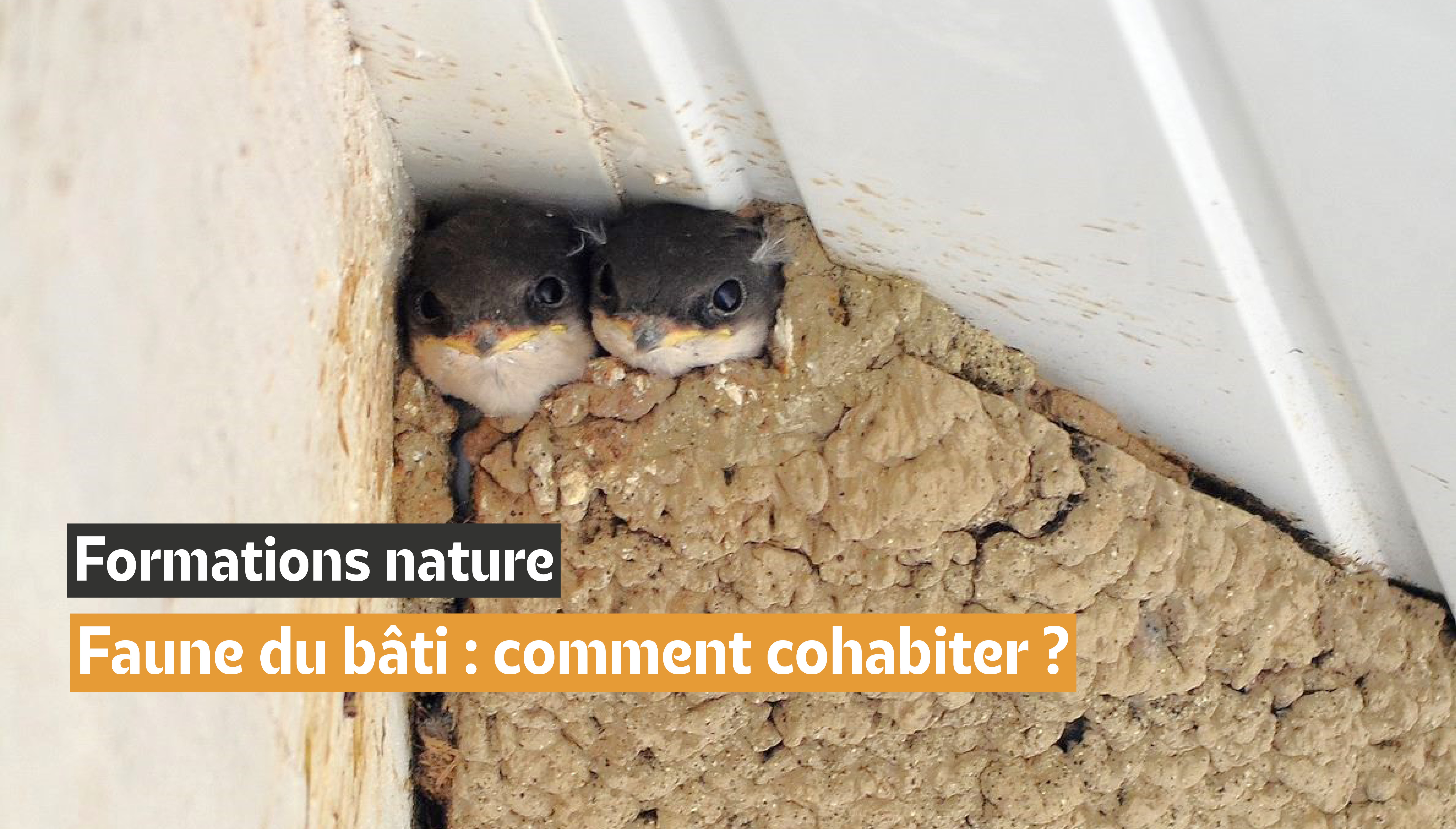 Formation faune du bâti : comment cohabiter ?